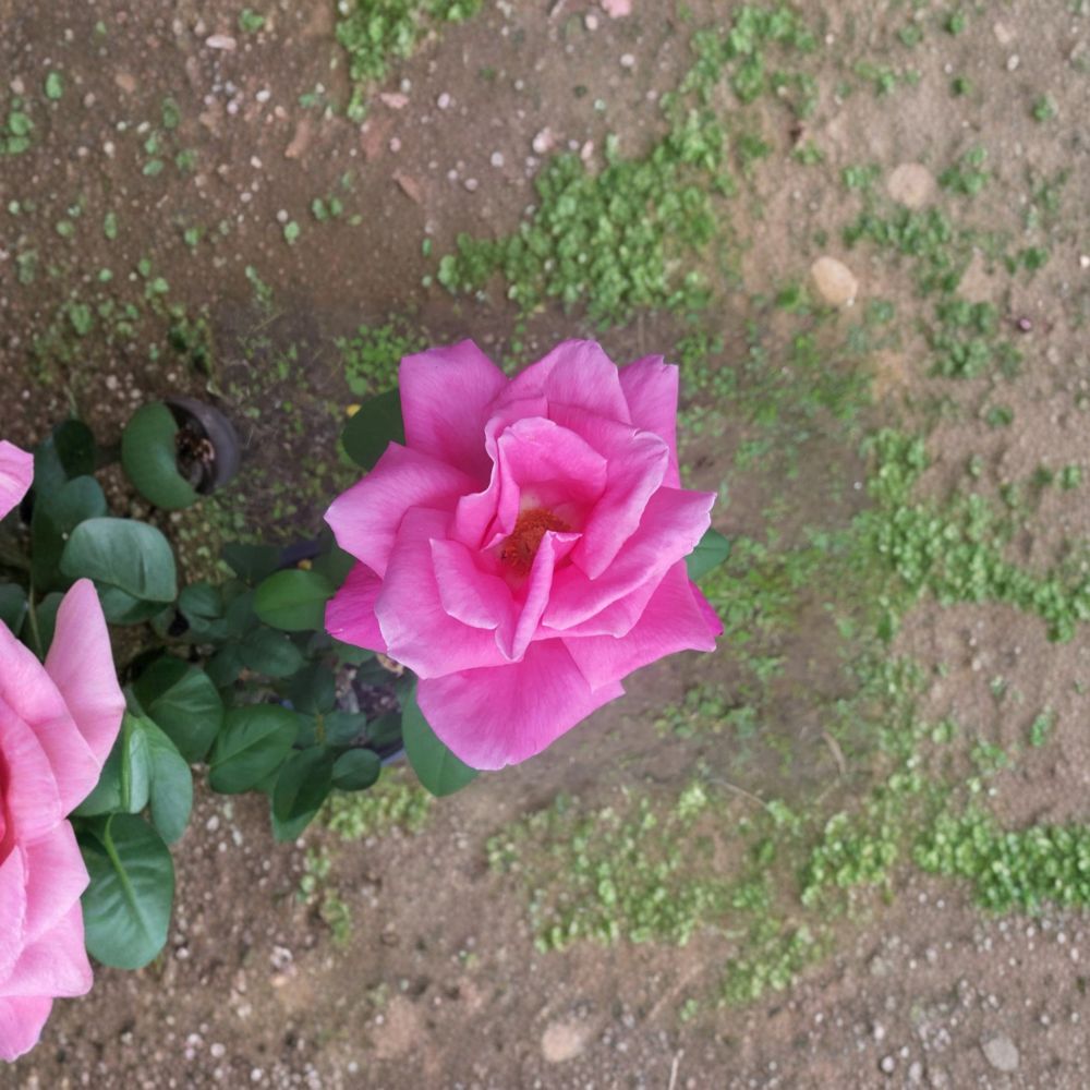 Perfume Delight Hybrid Tea Rose – Pink Live Bush Plant | 1 Gallon Size | Includes Root Ball Wrapping | Fragrant Garden Rose | Easy to Grow