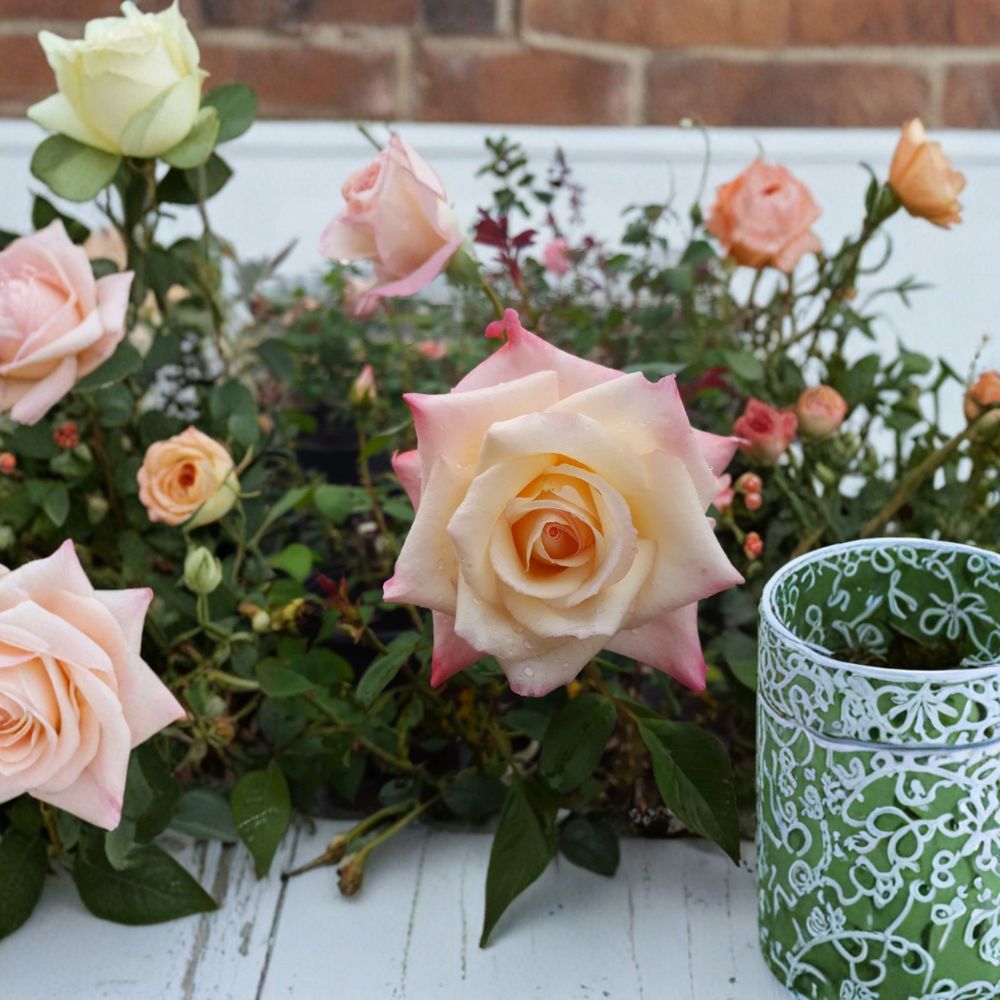 Peace Rose – Rosa Hybrid Tea Live Plant | 2 Gallon Size | Includes Healthy Root System | Garden & Landscape Friendly | Yellow Pink Blend Blooms