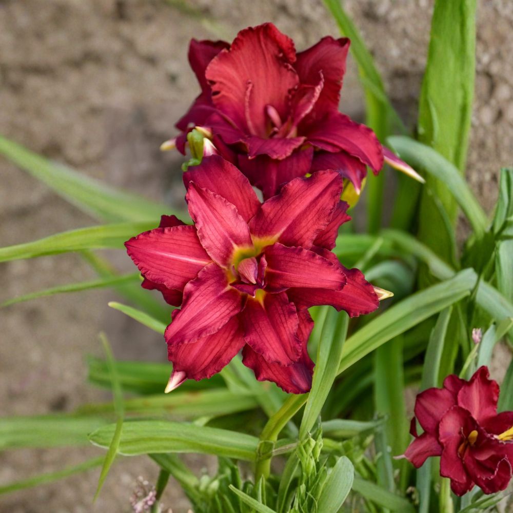 Hemerocallis 'Double Pardon Me' Daylily – 3 Bare Root Plants | Grade #1 Roots | Double Red Blooms | Unique Perennial Flower | Hardy Garden Favorite