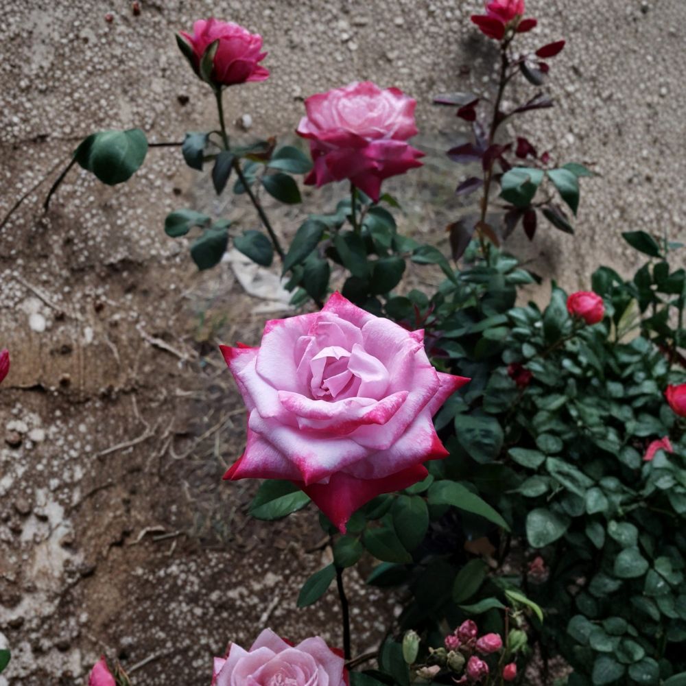 Paradise Hybrid Tea Rose – Live Fragrant Rose Bush | 1 Gallon Plant | Lavender Pink Magenta Blooms | Hybrid Tea Rose | Full Sun Garden Favorite