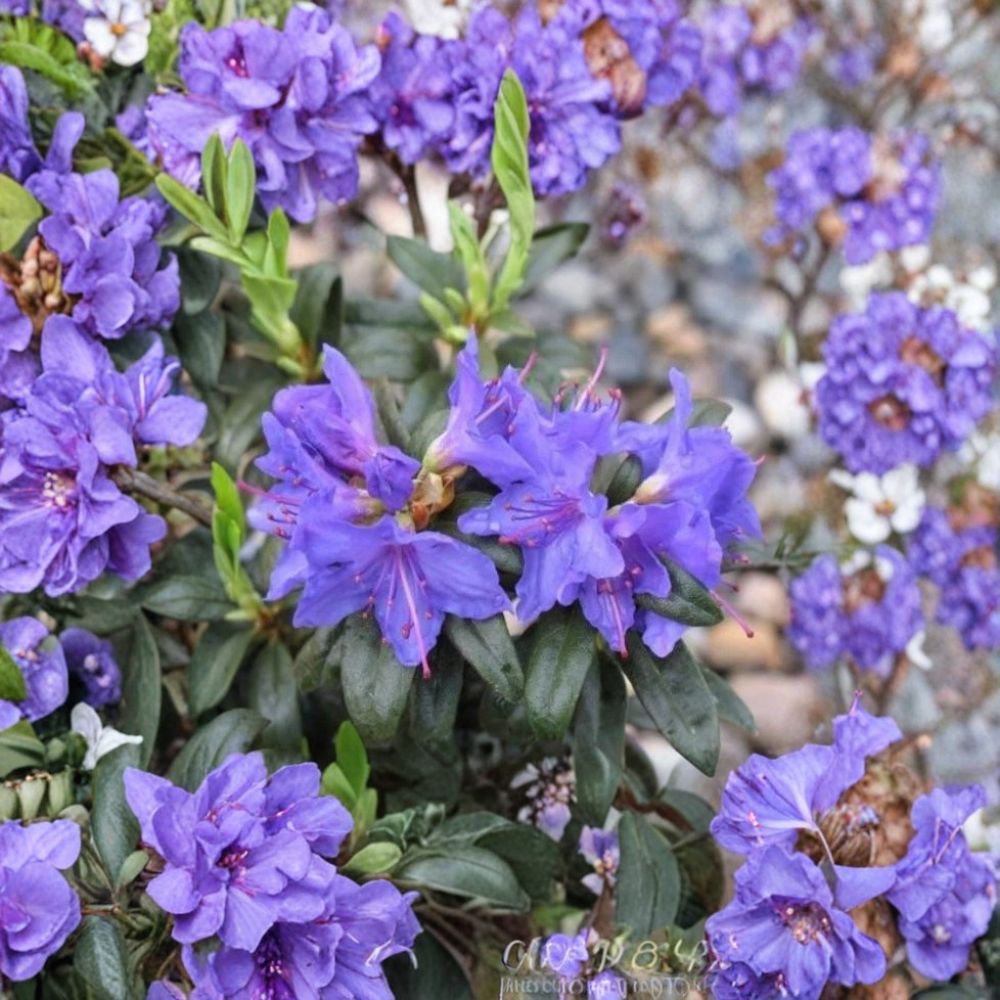 Blue Baron Rhododendron – Rhododendron 'Blue Baron' Live Starter Plant | Potless Plug | Violet Blue Flowering Shrub | Evergreen Landscape Plant