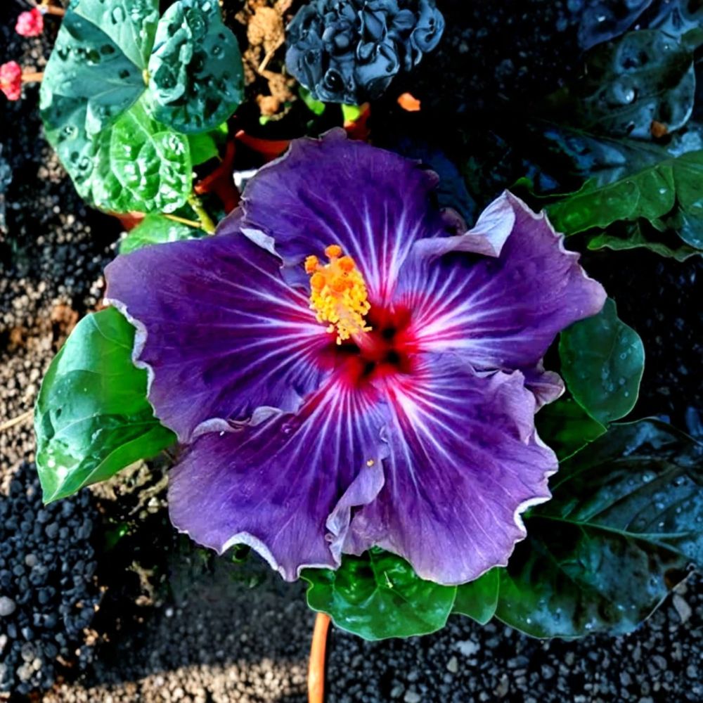 Madagascar Hibiscus – Hibiscus moscheutos Live Starter Plant | 3–5 Inches With Roots | Hardy Mallow Perennial | Large Colorful Blooms