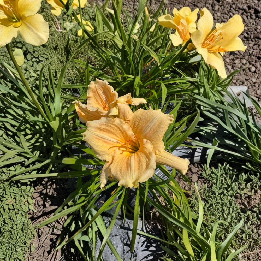 Hemerocallis 'Bridal Bouquet' Daylily – 3 Bare Root Plants | Grade #1 Roots | Hardy Perennial Flower | Easy to Grow | Garden Favorite