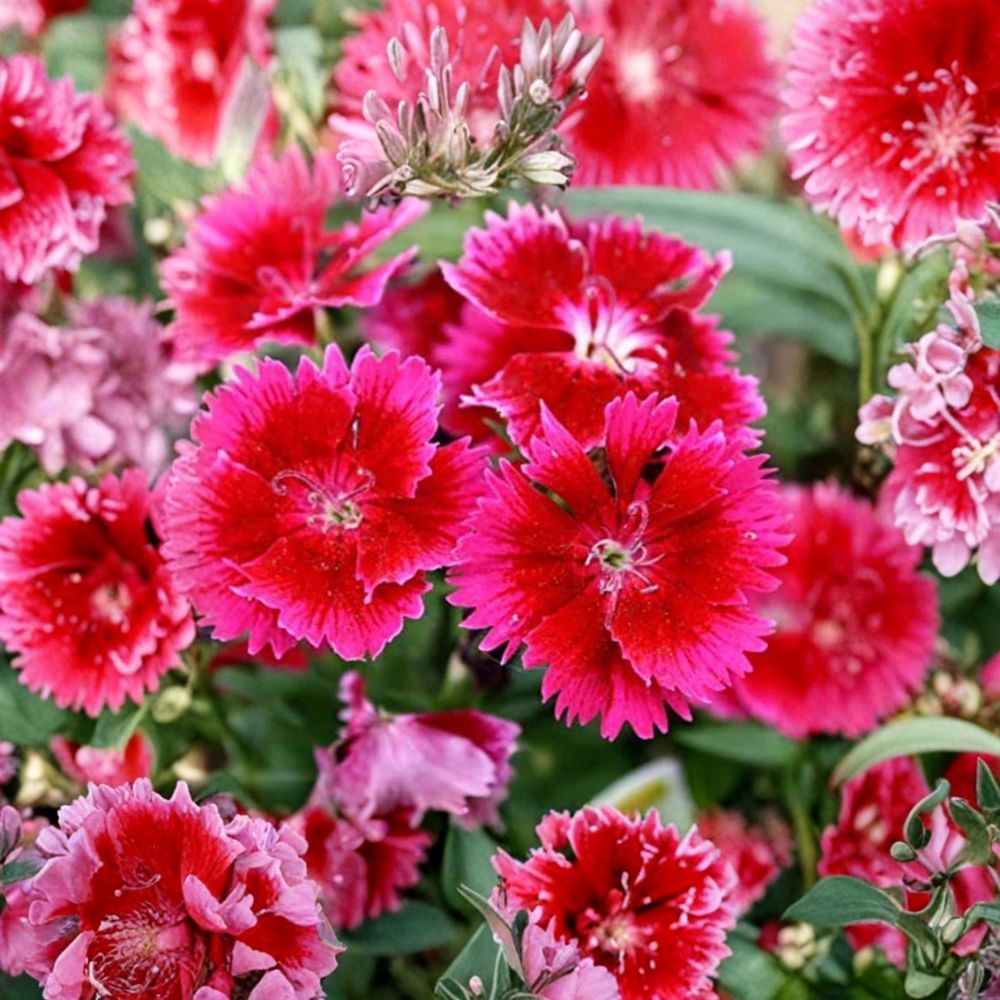 Live Dianthus Plant – Pink Red Flowers | 4–8 Inches Tall | 1 Pint Pot | Flowering Perennial | Garden & Container Plant | Zones 4–9