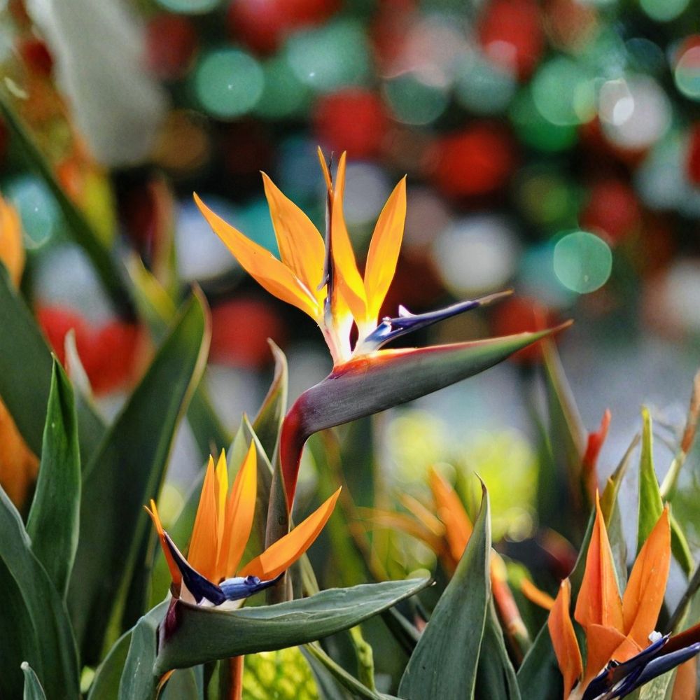 2 Live Orange Bird of Paradise Plants | Tropical Starter Plants | Exotic Flowering Plant | Patio & Indoor Friendly | Ready to Plant
