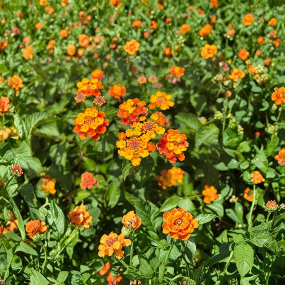 Lantana Orange Live Plant – Lantana 3–5 Inches Tall | 4 Inch Pot Size | Bright Orange Blooms | Trailing Perennial | Pollinator Friendly | Garden, Patio & Hanging Basket Plant
