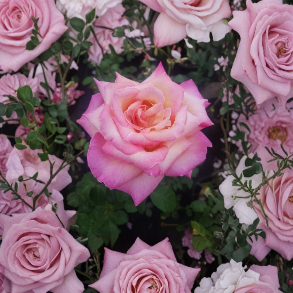 Kordes Perfecta Rose – Rosa Hybrid Tea Live Plant | 2 Gallon Size | Includes Healthy Root System | Everblooming Garden Rose | Cream & Pink Blooms