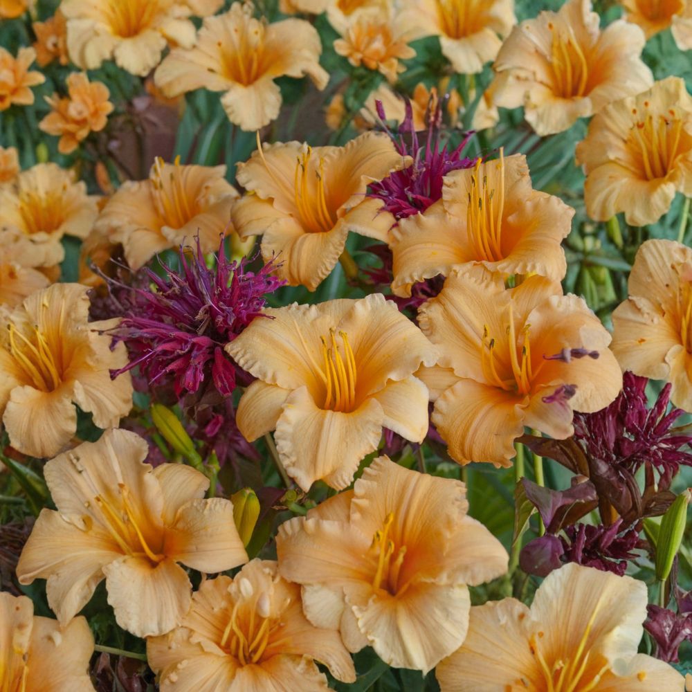 Hemerocallis 'Apricot Sparkles' Daylily – 3 Bare Root Plants | Dwarf Daylily Perennial | Apricot Blooms | Grade #1 Roots | Container Friendly Garden Flower