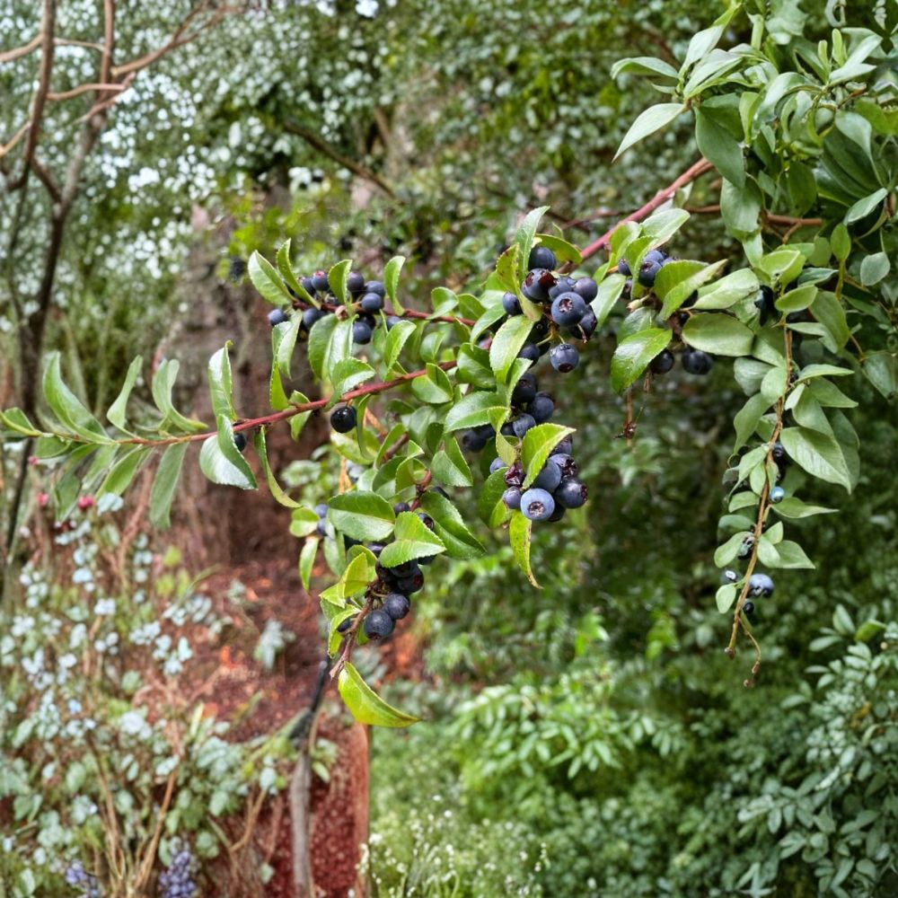 Wild Huckleberry Live Plant – Vaccinium spp. | 3–6 Inches Tall | 3 Inch Nursery Pot | Native Edible Berry Shrub | Woodland Garden Favorite