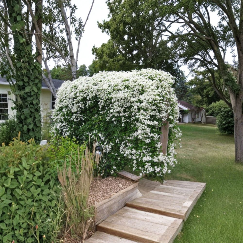 Sweet Autumn Clematis Live Plant | 2.5 Inch Pot | Fragrant White Flowering Vine | Clematis paniculata | Garden & Trellis Friendly