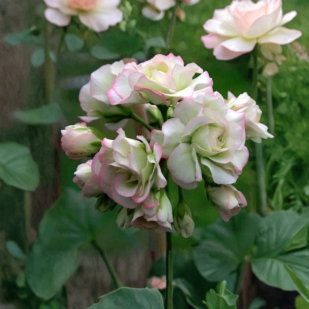 Apple Blossom Rosebud Pelargonium Live Plant – 4 Inch Nursery Pot | Heirloom Zonal Geranium | Double Pink & White Blooms | Easy to Grow