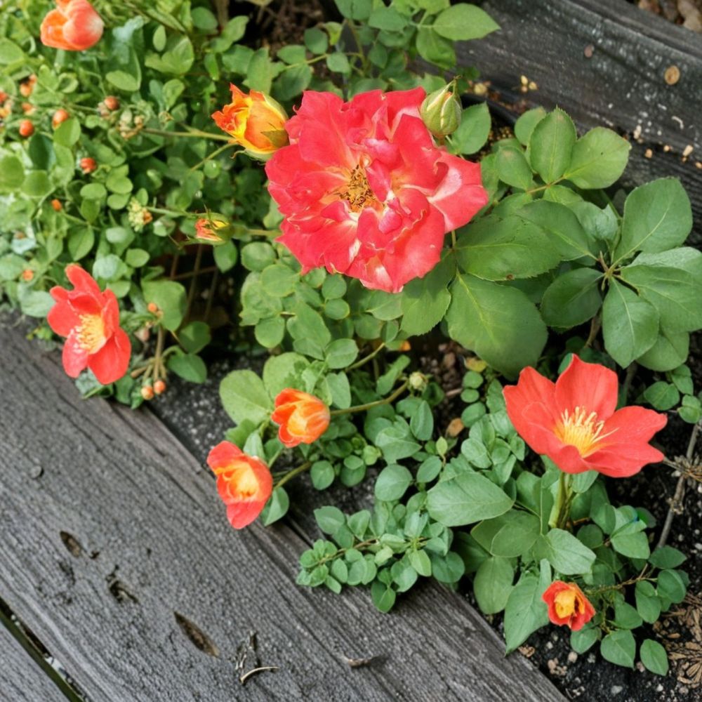 Pinata Rose – Yellow Orange Live Bush Plant | 3 Gallon Size | Includes Root Ball Wrapping | Colorful Climbing Rose | Easy to Grow