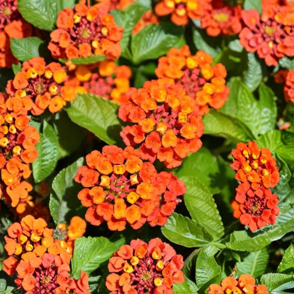 Orange Lantana Live Plant | 3–5 Inches Tall | Ships Without Pot | Bright Flowering Perennial | Butterfly Garden Friendly