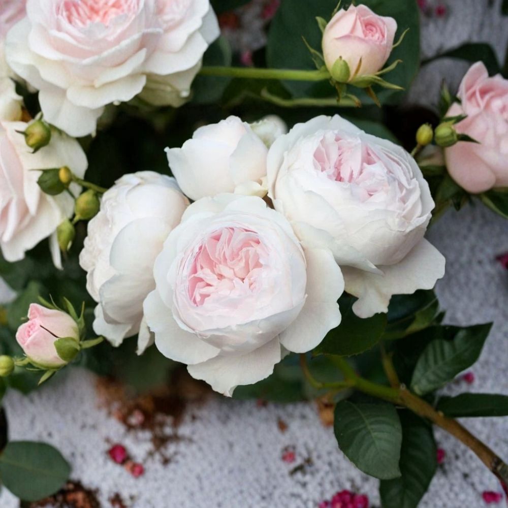Earth Angel Rose Live Cuttings | 5 Fresh Rose Cuttings | 5–7 Inches Long | Fragrant Flowering Shrub | Rooting Propagation Starter
