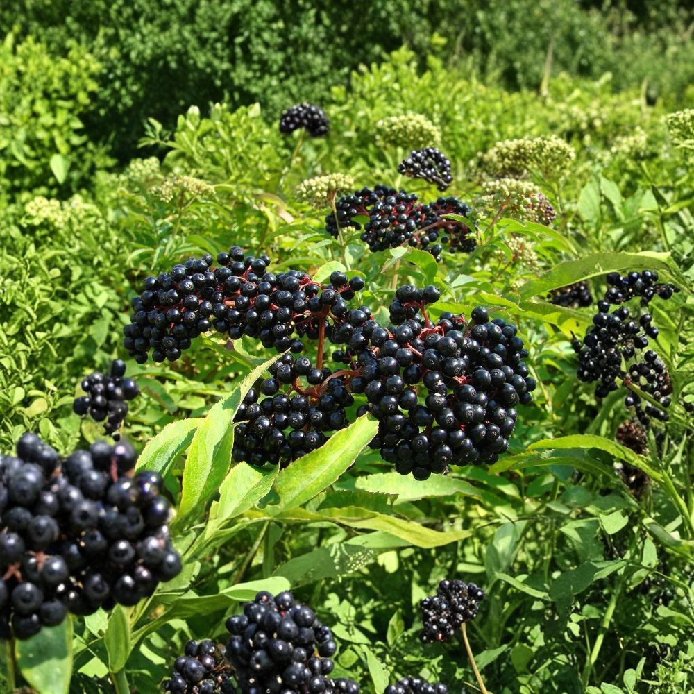 American Elderberry Live Plant – 12 Inch Sambucus canadensis | Quart Pot | Edible Fruit Shrub | Hardy Berry Plant | Zones 3–8
