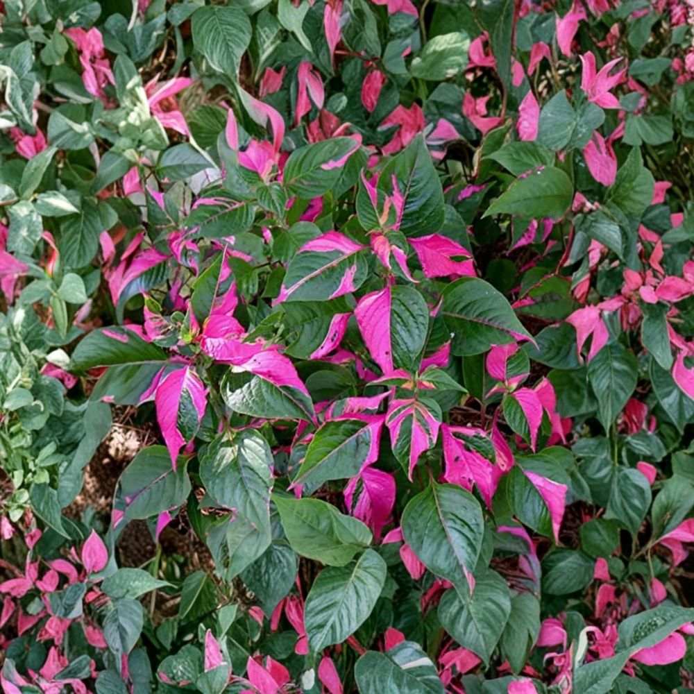 Alternanthera 'Party Time' – 2 Live Starter Plants | 4–6 Inches Tall | Ships Without Pot | Colorful Tropical Foliage | Easy to Grow