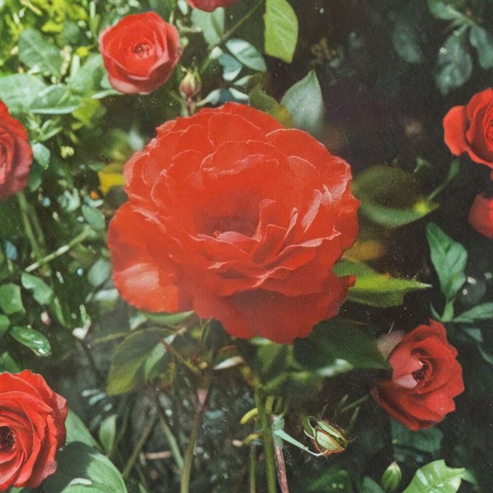 Impatient Floribunda Rose – Orange Red Live Bush Plant | 5 Gallon Size | Includes Root Ball Wrapping | Vibrant Blooming Shrub | Garden & Landscape Favorite