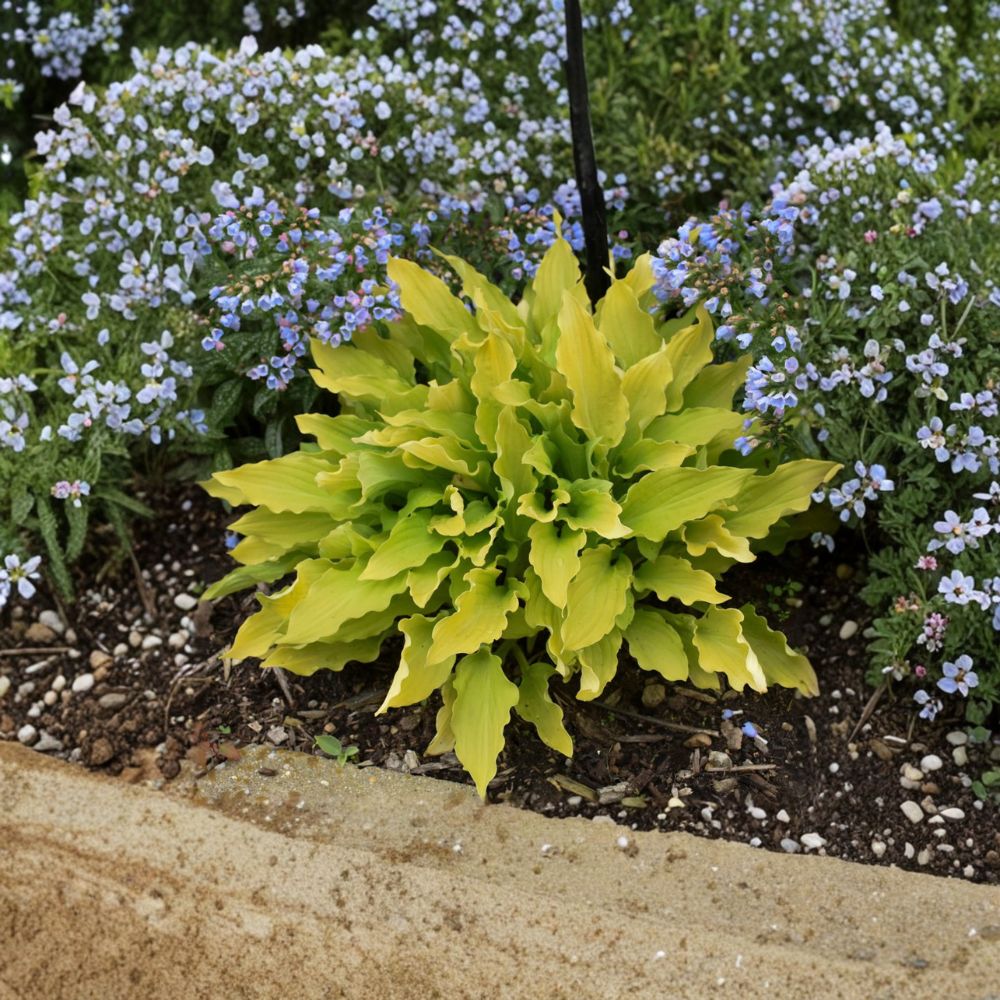 Hosta 'Time in a Bottle' – Bare Root Starter Plant | Yellow Chartreuse Foliage | Shade Garden Perennial | Purple Flowers | Hardy Hosta
