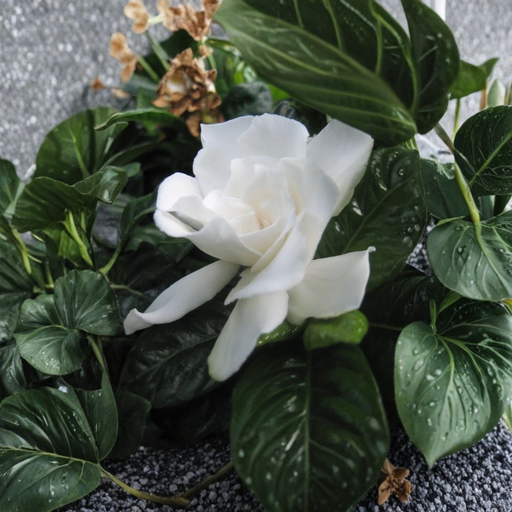 Vetchii Gardenia Live Plant | 8–12 Inches Tall | Includes 4 Inch Nursery Pot | Fragrant Double White Flowers | Garden & Patio Friendly