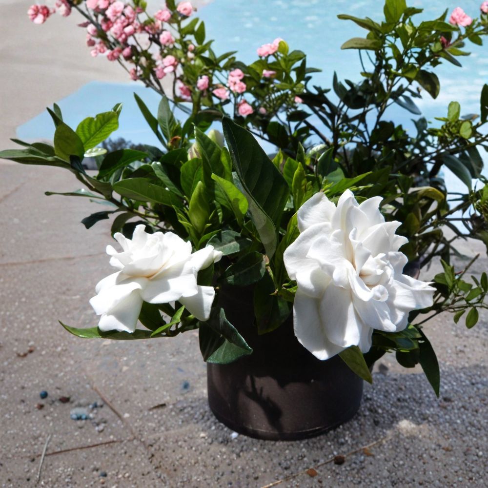 Veitchii Everblooming Gardenia – Gardenia augusta Live Plant | 1 Quart Grow Bag | Fragrant White Blooms | Cape Jasmine | Evergreen Shrub