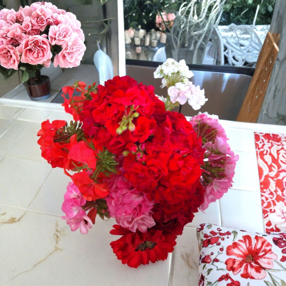 Geranium Live Cuttings – Pelargonium | 5 Inch Fresh Cuttings | 8 Total (White, Red, Orange & Pink) | Colorful Flowering Plants | Easy to Root
