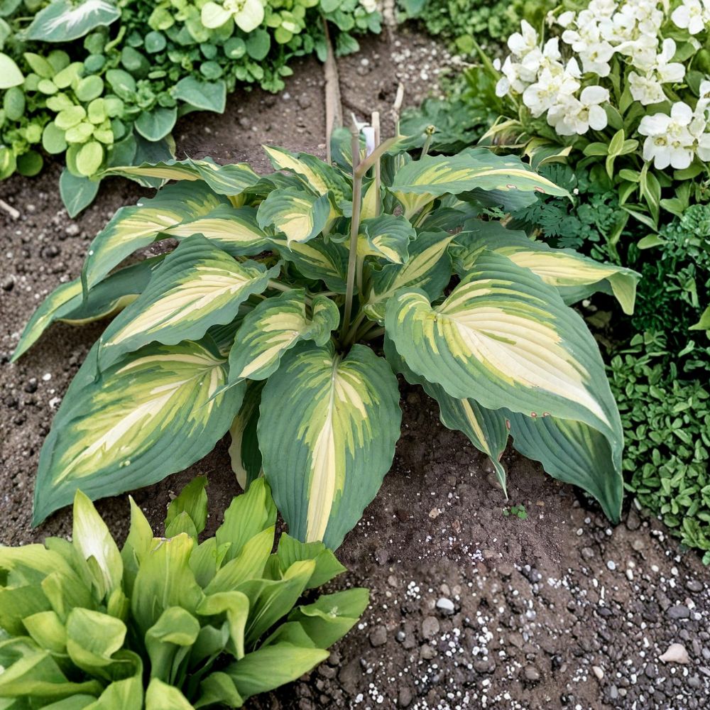 Hosta 'Love Story' – Bare Root Starter Plant | Variegated Shade Perennial | White Flowers | Heart-Shaped Foliage | Hardy Hosta