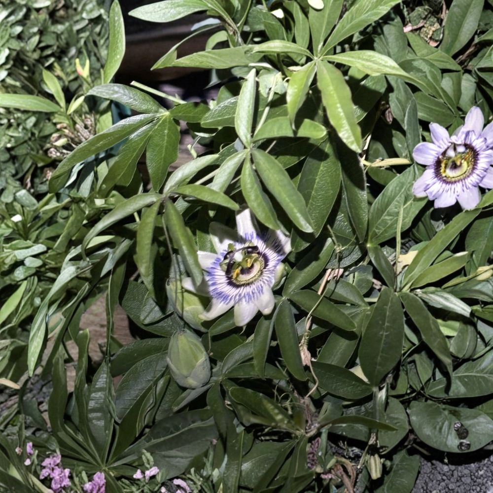 Possum Purple Passion Fruit – Passiflora edulis Live Starter Plants | Set of 3 | Self-Fertile Fruiting Vine | Fast Growing