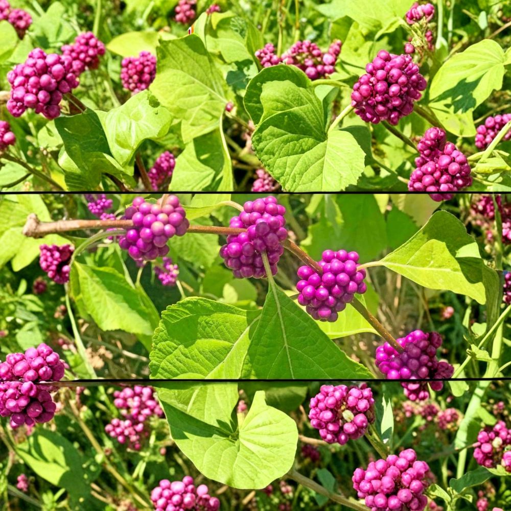 American Beautyberry – Callicarpa americana Live Plant | 1 Gallon Pot | Fully Rooted Native Shrub | Colorful Purple Berries | Pollinator Friendly