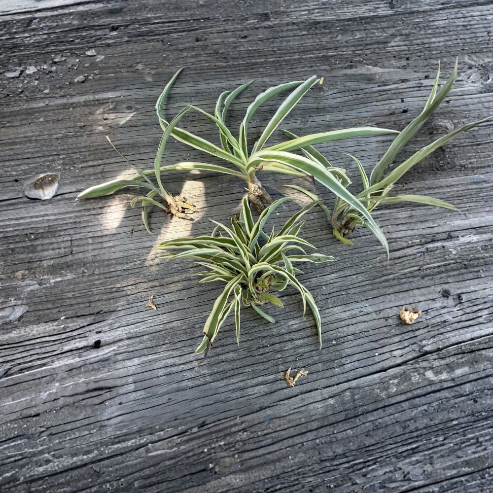 Variegated Spider Plant Babies – 2 Live Rooted Pups | Chlorophytum comosum | Easy Care Indoor Houseplant | Pet Friendly | Air Purifying Plant