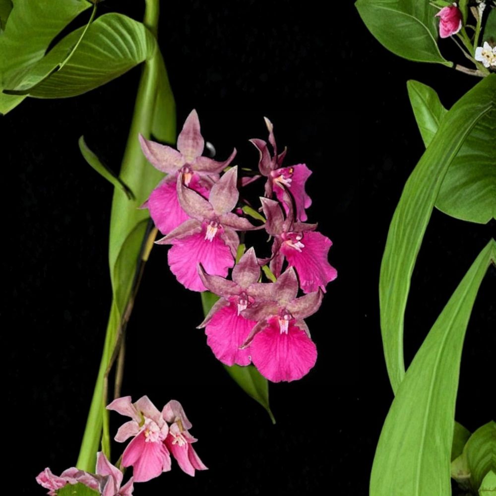 Odont Pacific Paranoia 'Other Side of Cool' Live Orchid | 2 Inch Pot | Lavender Pink Blooming Orchid | Rare Hybrid | Indoor Plant