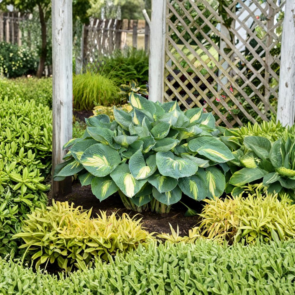 Hosta 'Hudson Bay' – Bare Root Starter Plant | Blue Variegated Foliage | Creamy White Centers | Shade Garden Perennial | Slug Resistant Hosta