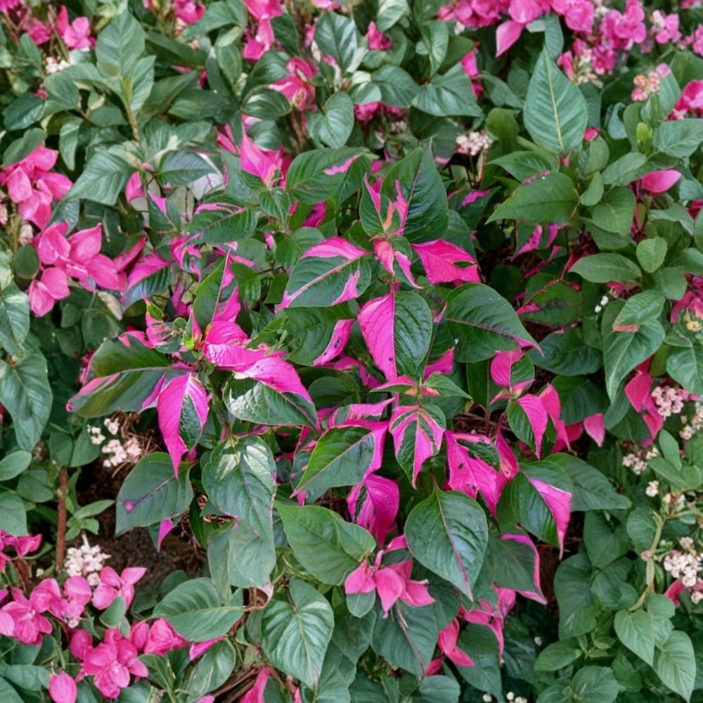 Alternanthera ‘Party Time’ Live Plants – 2 Pack | 4–6 Inches Tall | Pink & Cream Variegated Foliage | Ornamental Foliage Plant | Ships Without Pot