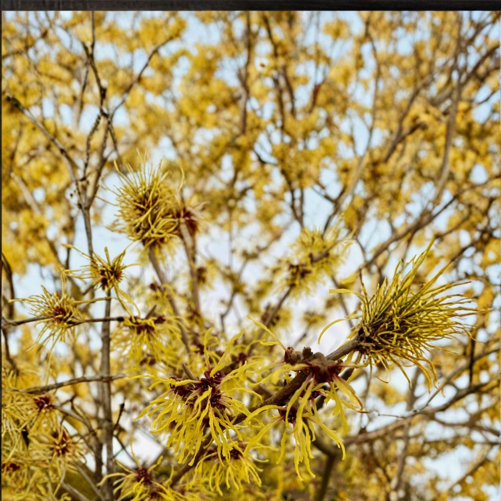 Hamamelis x intermedia 'Brandis' – Witch Hazel Live Plant | 30 Inches Tall | Includes 2 Gallon Pot | Bright Yellow Winter Blooms | Hardy Ornamental Shrub