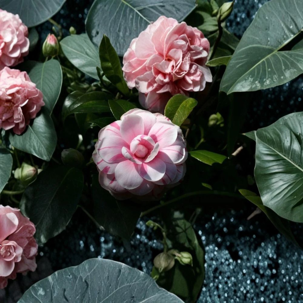 La Peppermint Camellia Japonica – Live Starter Plant | Bicolor Blooms | Well Rooted | 3 Inch Pot | Shade to Partial Sun | Evergreen Flowering Shrub | USA Seller