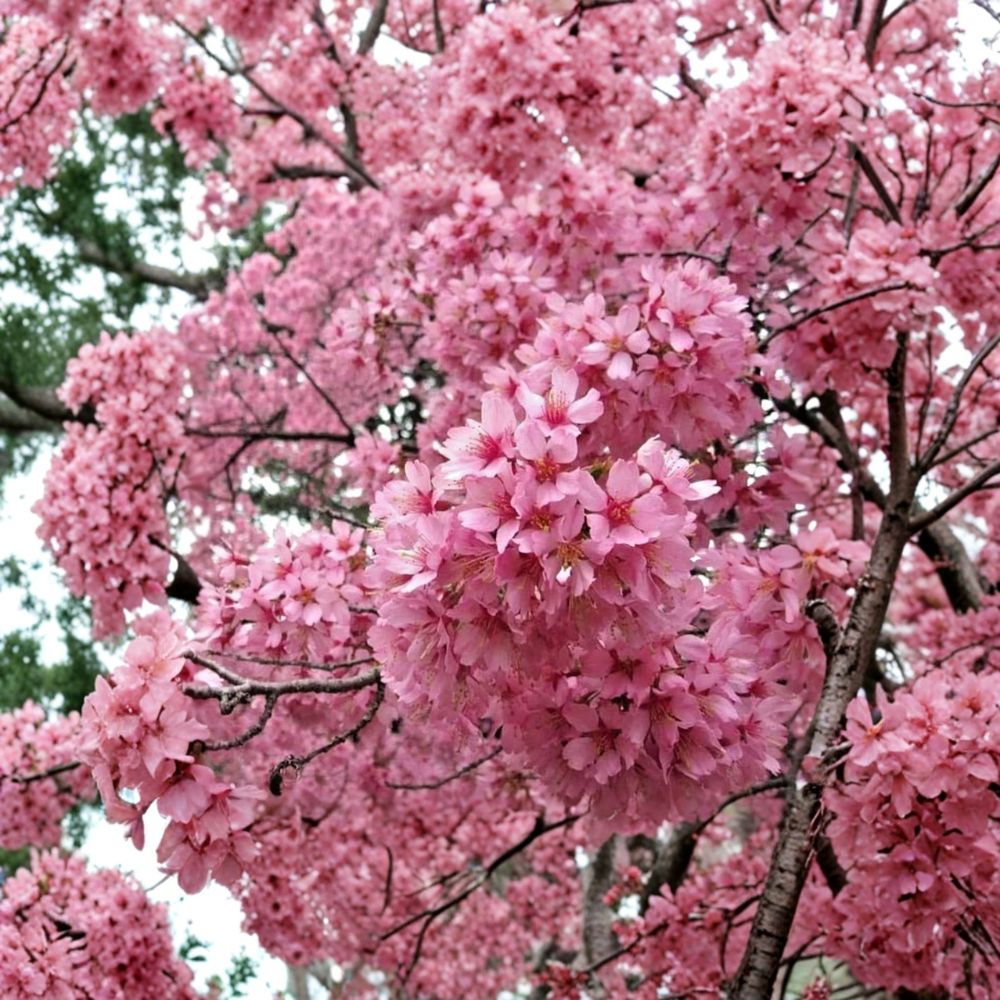 Okame Flowering Cherry Live Plant – Prunus ‘Okame’ | 6–12 Inches Tall | 2.5 Inch Pot | Pink Spring Blooms | Ornamental Cherry Tree | Zones 6–9