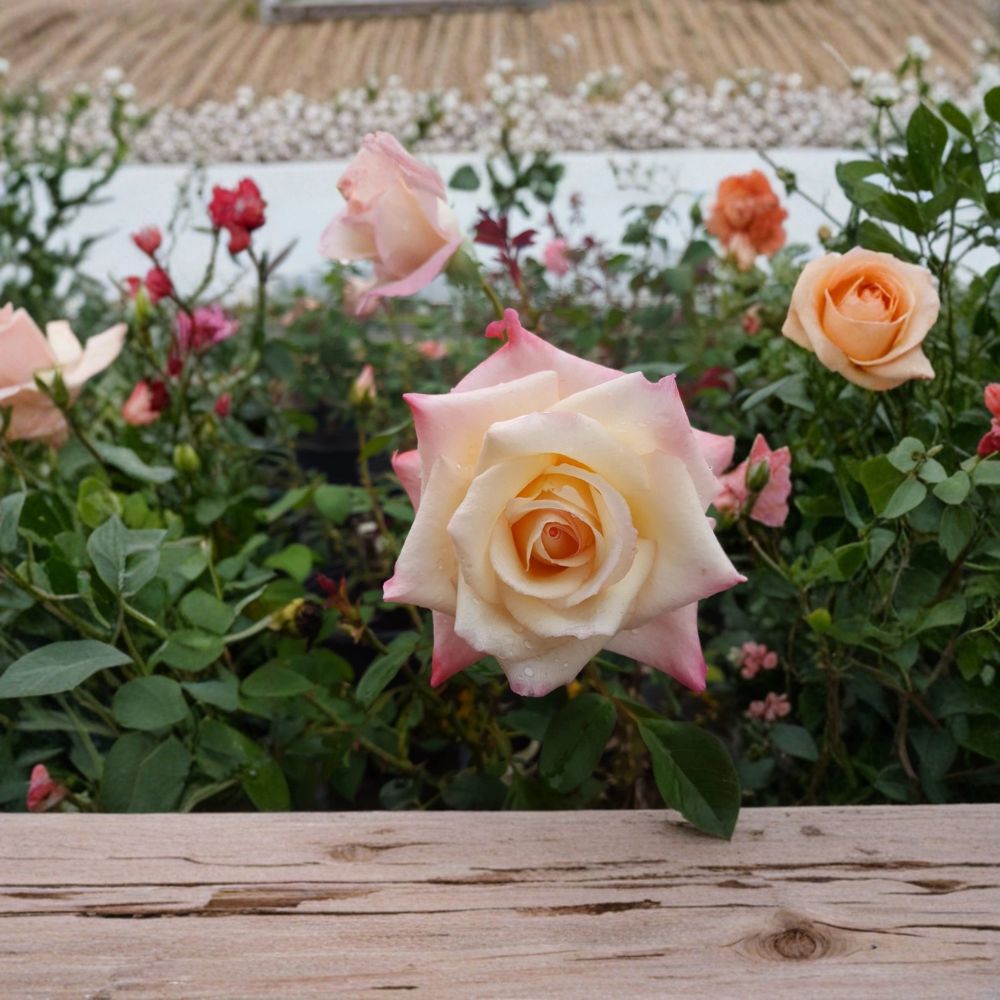 Peace Rose – Hybrid Tea Rose Live Plant | 3 Gallon Size | Yellow Blend Blooms | Award-Winning Garden Rose | Full Sun Landscape Shrub