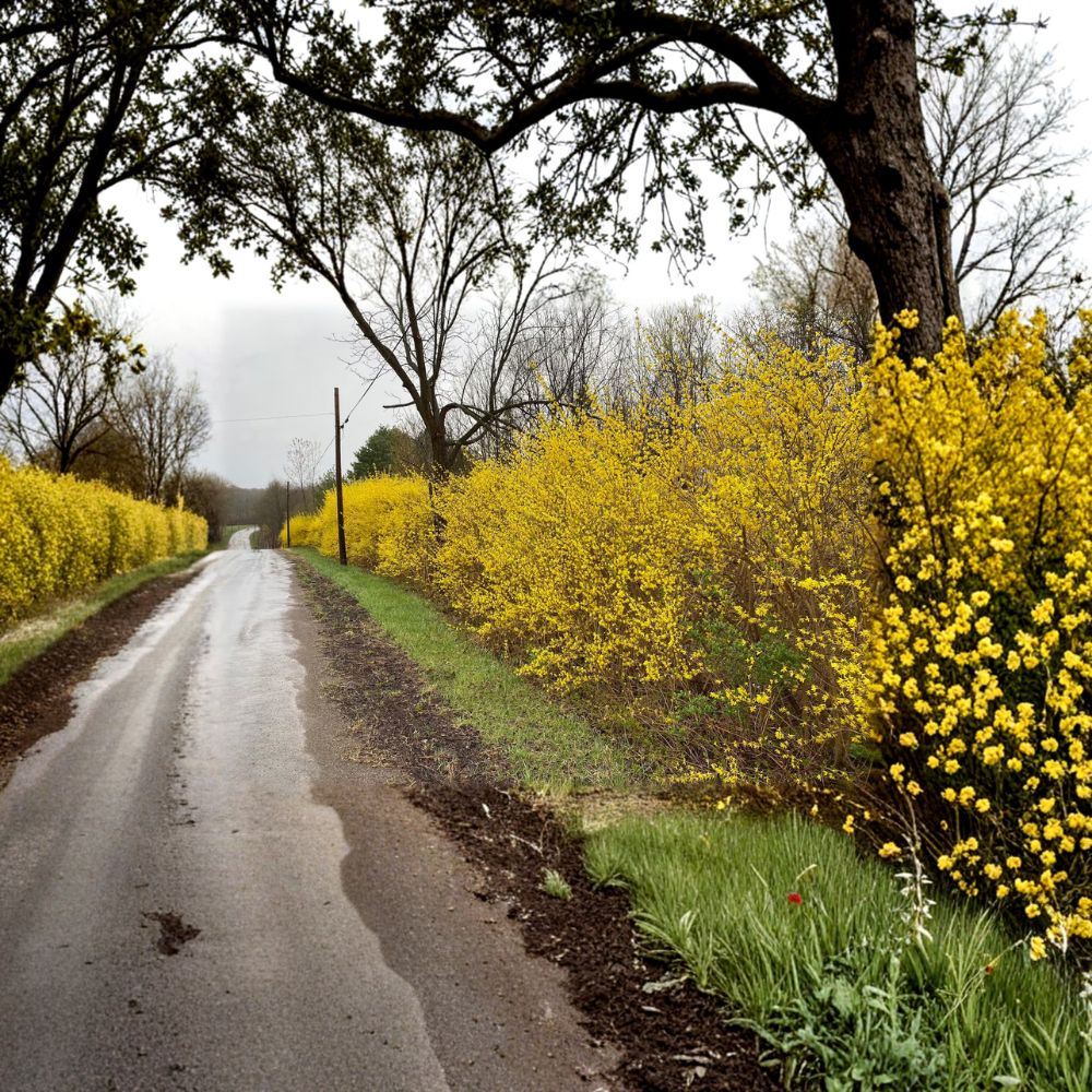 Northern Gold Forsythia – Live Flowering Shrub | 1 Gallon Pot | Forsythia x intermedia | Cold Hardy Yellow Spring Blooms