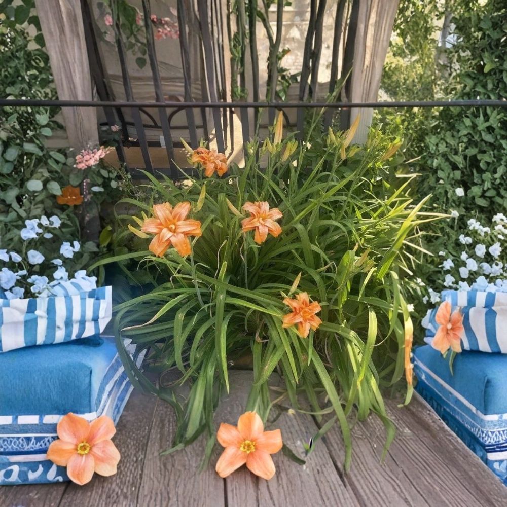 Kwanso Daylily Live Plants – 6 Bare Root Fans | 2-Year-Old Established Plants | Hardy Perennial Flower | Easy to Grow | Garden Ready