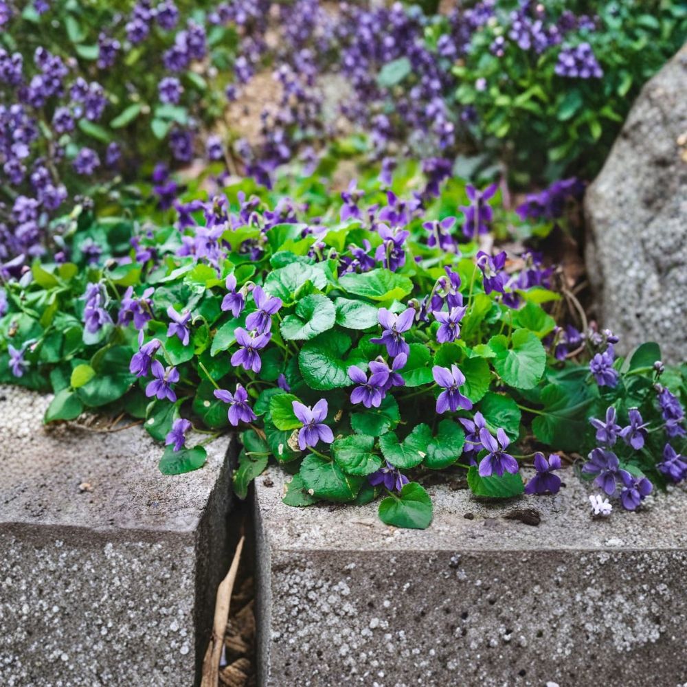 Wild Violet Live Rhizomes – 10 Viola sororia Bareroot Plants | Purple Native Wildflower | Organic NC Grown | Edible Flowers & Leaves | Perennial Garden Plant