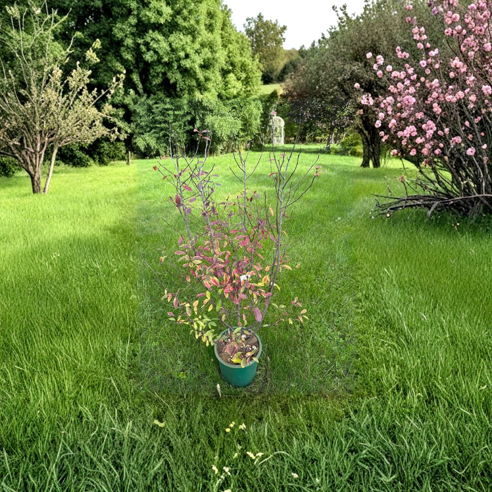 Nemopanthus mucronatus Female – Mountain Holly Live Plant | 18 Inches Tall | Includes 2 Gallon Pot | Native Berry-Producing Shrub | Woodland Garden Favorite