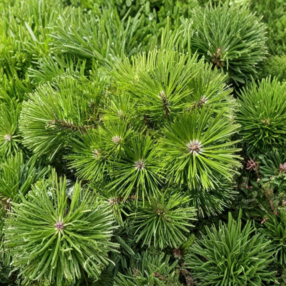 Pinus densiflora 'Vibrant' – Japanese Red Pine Live Plant | 12 Inches Tall | Includes 1 Gallon Pot | Low Mounding Evergreen | Easy Care Landscape Conifer