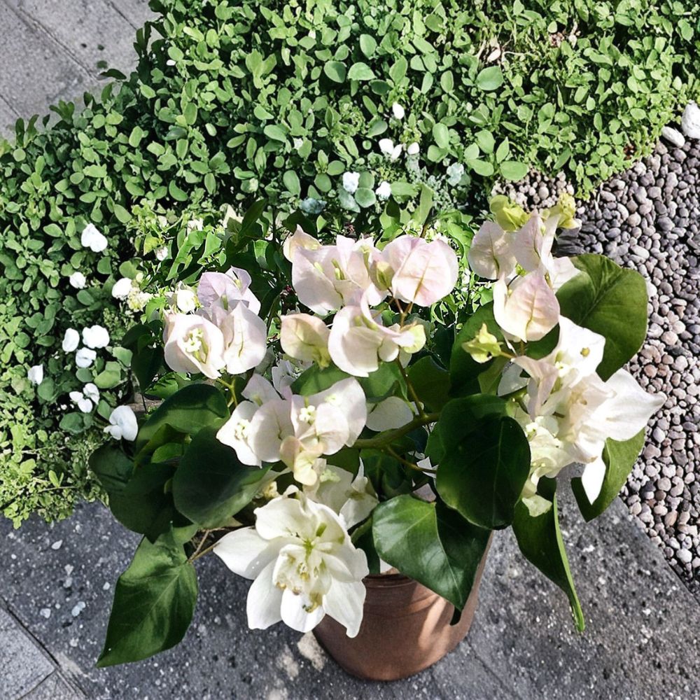Vera White Bougainvillea Live Plant – Well Rooted Starter | 3 Inch Pot | White Flowering Tropical Vine | Patio & Garden Plant | Easy to Grow