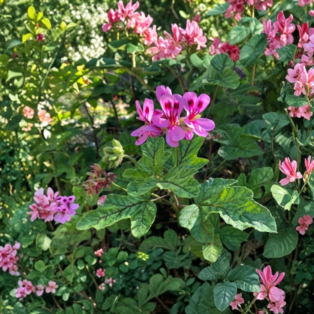 Lavender Pink Peppermint Scented Pelargonium Geranium Live Cuttings | 4 Fresh 6 Inch+ Cuttings | Fragrant Flowering Plant | Easy to Propagate