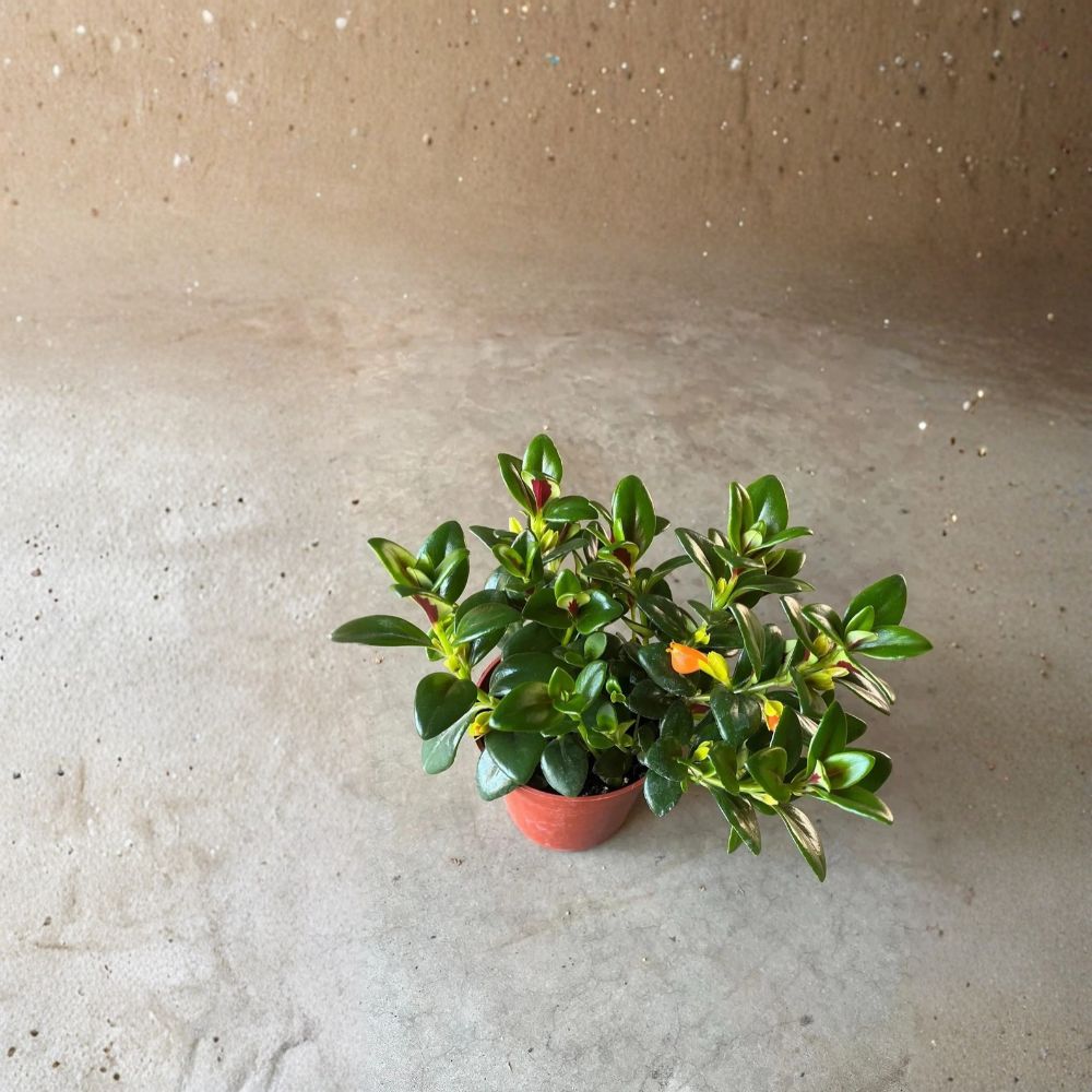 Goldfish Plant Live in 4 Inch Pot – Nematanthus | Orange Fish-Shaped Flowers | Indoor Flowering Houseplant | Easy Care Tropical Plant