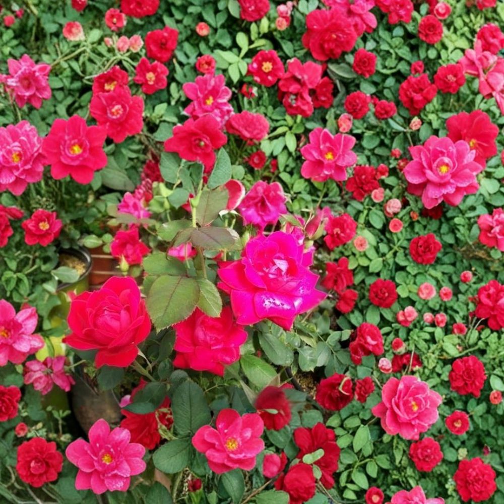 Double Knock Out® Red Rose – Red Live Bush Plant | 1 Gallon Size | Includes Root Ball Wrapping | Disease Resistant Shrub Rose | Easy to Grow