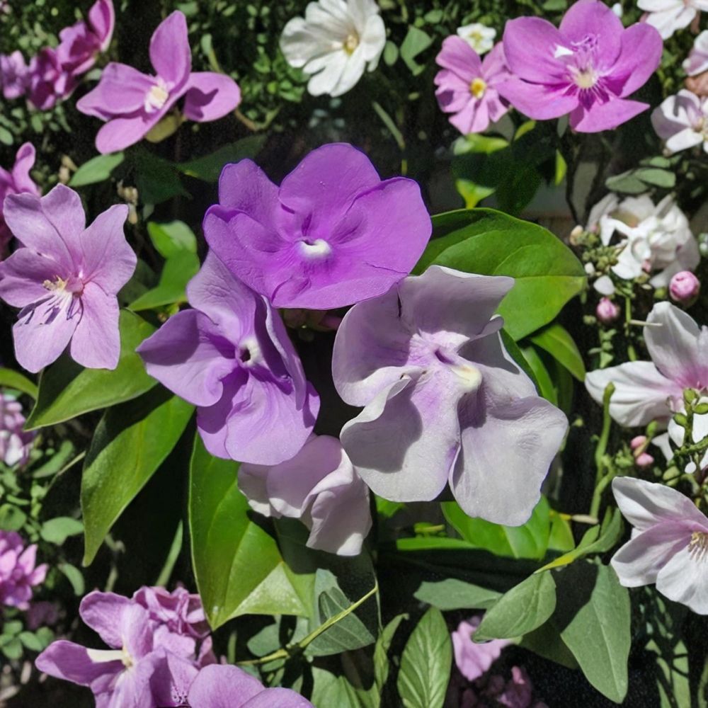 Yesterday Today Tomorrow Live Plant – Brunfelsia pauciflora | 4 Inch Pot | Purple White Flowering Shrub | Fragrant Tropical Plant | Easy to Grow
