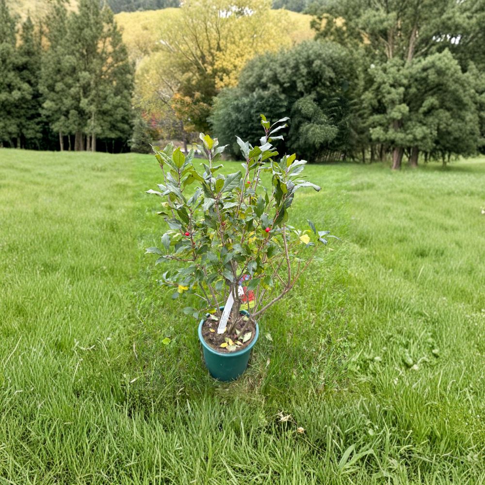 Ilex verticillata 'Kennebago' – Dwarf Red Fruit Winterberry Live Shrub | 2 Gallon Pot Size | Includes Nursery Pot Native Deciduous Shrub | Landscape & Garden Friendly | Easy to Grow