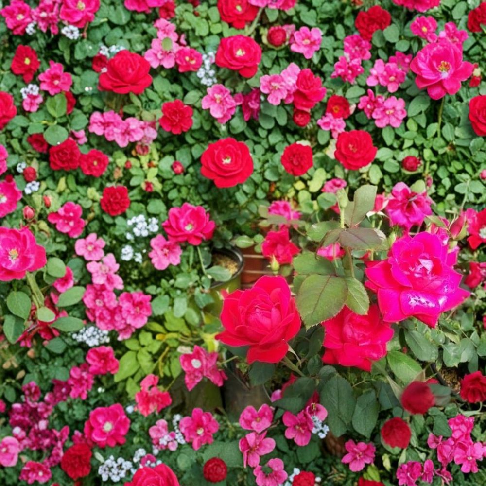 Double Knock Out® Red Rose Live Plant – 1 Gallon Size | Disease Resistant Rose Bush | Vibrant Red Blooms | Easy Care Landscape Rose | Includes Rooted Live Plant