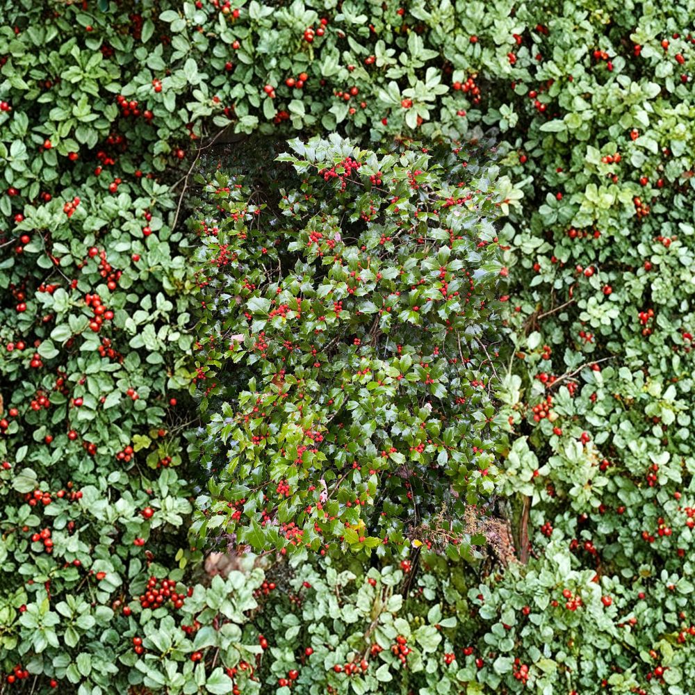 Ilex opaca ‘Dan Fenton’ – American Holly Live Plant | 12 Inches Tall | Includes 1 Gallon Pot | Female Evergreen Tree | Red Berry Holly