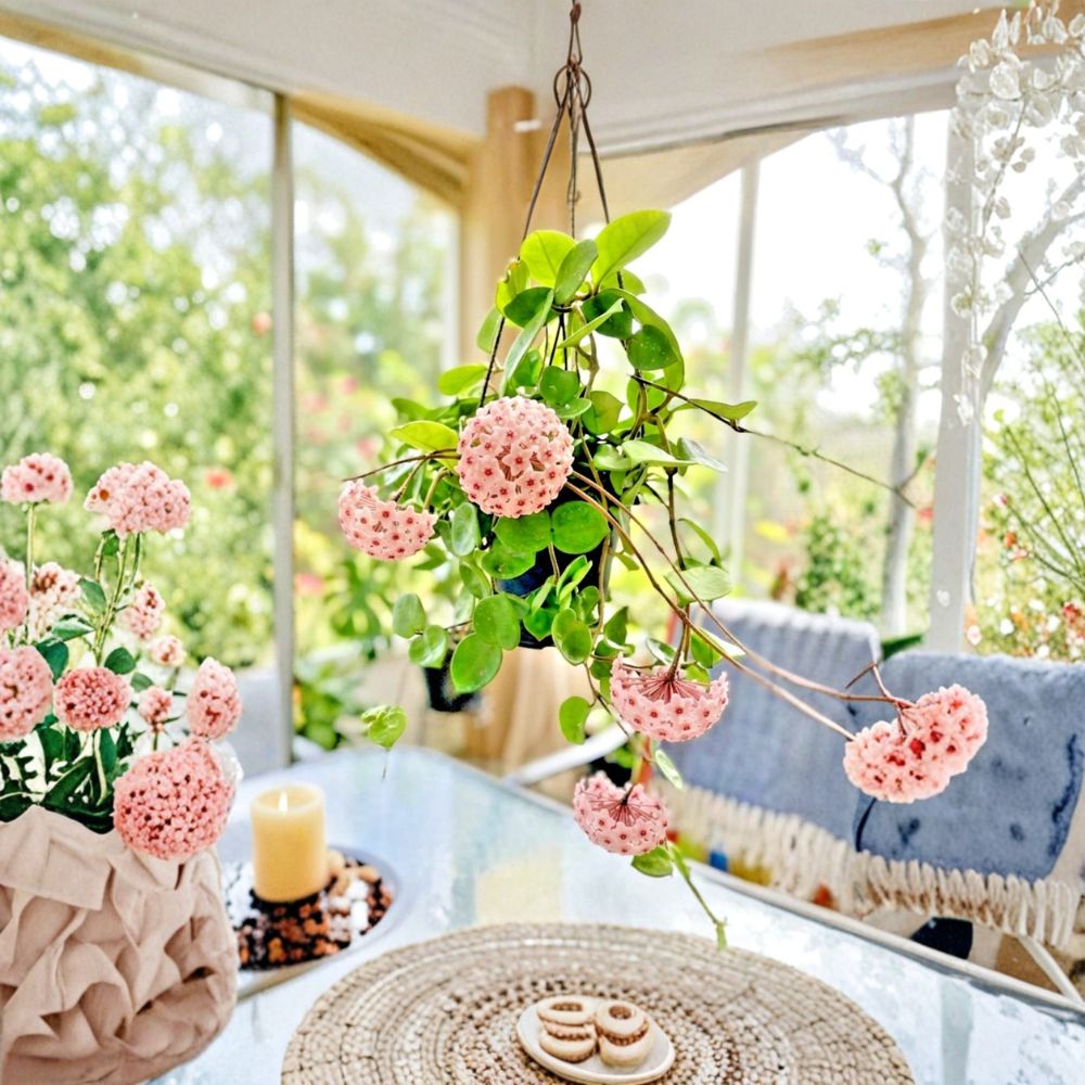 Hoya Chelsea Live Plant – Hoya Carnosa ‘Chelsea’ | 3 Inch Pot | Rooted Rare Wax Plant | Puckered Heart-Shaped Leaves | Pink Flowering Indoor Vine | Plant Gift